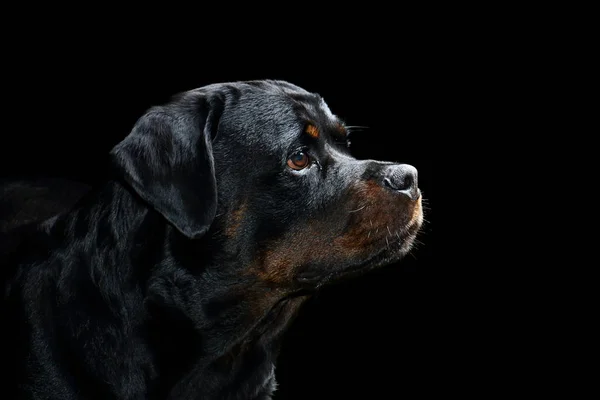 Portrait de profil Rottweiler dans Studio avec fond noir — Photo