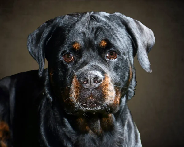 Rottweiler Face On en el estudio con fondo marrón Fotos de stock libres de derechos
