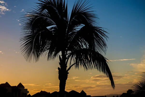 Silhouette da una palma all'alba Fotografia Stock