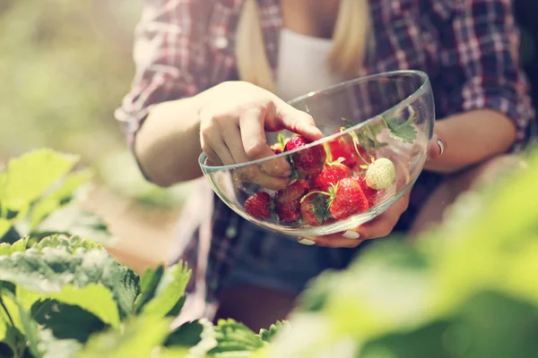Happy woman collecting fresh strawberries — Stock Photo, Image