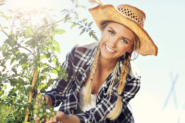 Adult woman picking tomatoes — Stock Photo, Image