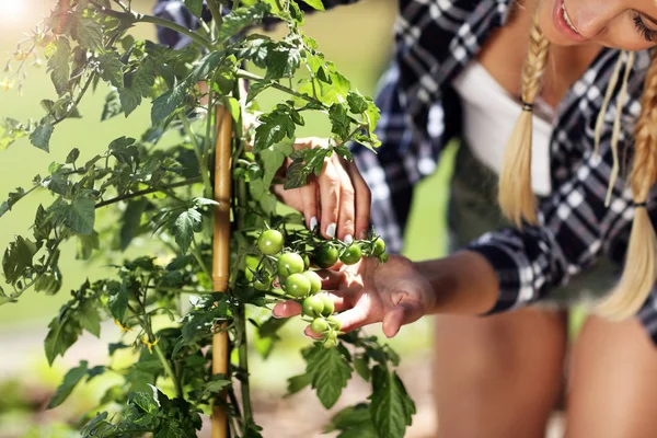 Erwachsene Frau pflückt Tomaten — Stockfoto