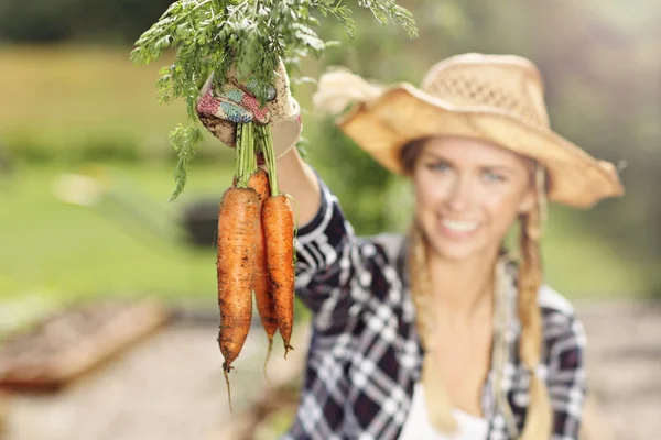 Adult woman picking vegetables — Stock Photo, Image