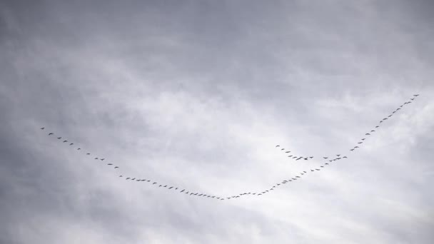 Flock of cranes or storks flying against cloudy sky — Stock Video