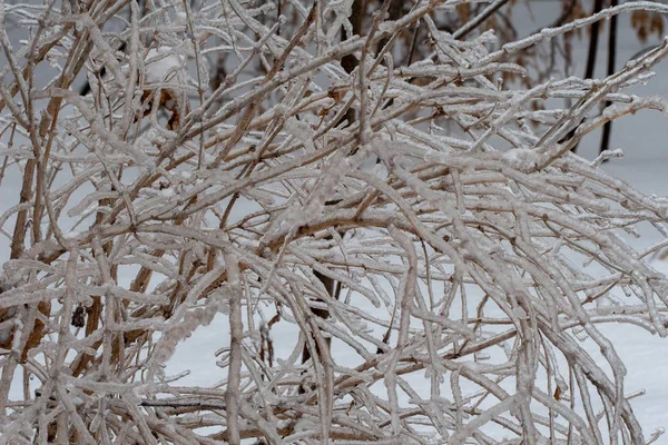 Ледяной куст без листьев — стоковое фото