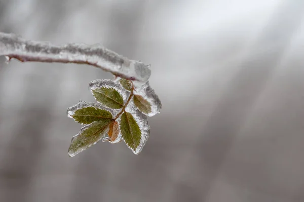 Замороженный лист внутри льда — стоковое фото