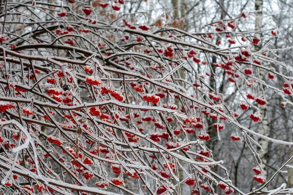 Замороженные ветки рябины с ягодами — стоковое фото