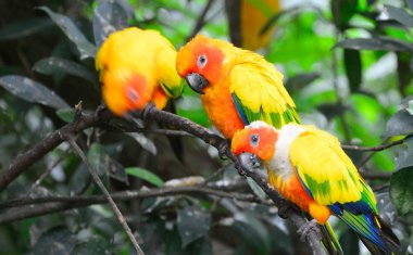 Güzel güneş parakeets