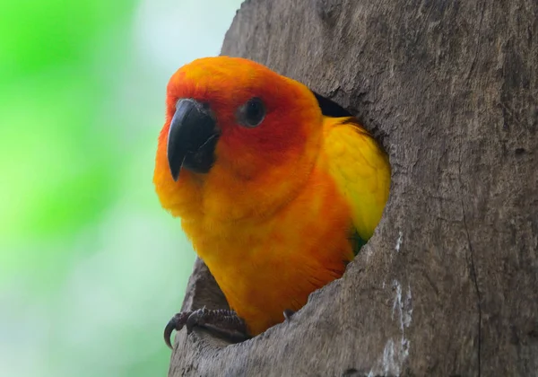 Bellissimo pappagallo solare — Foto Stock