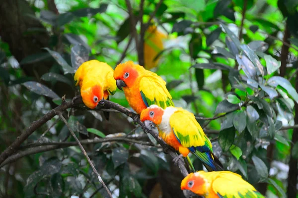Bellissimi pappagalli solari — Foto Stock