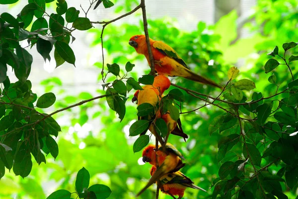 Солнечные попугаи — стоковое фото