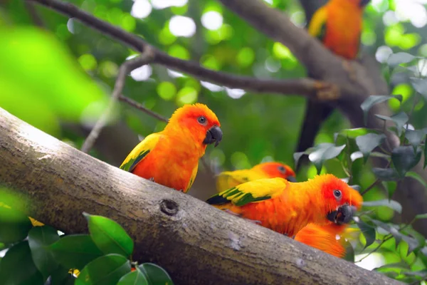 Papoušky nádherné slunce — Stock fotografie
