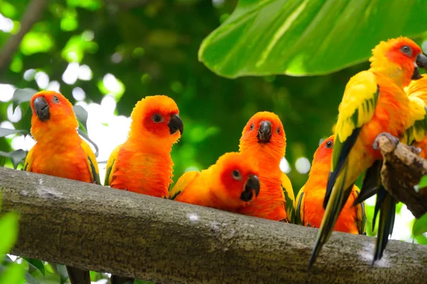 Bellissimi pappagalli solari — Foto Stock