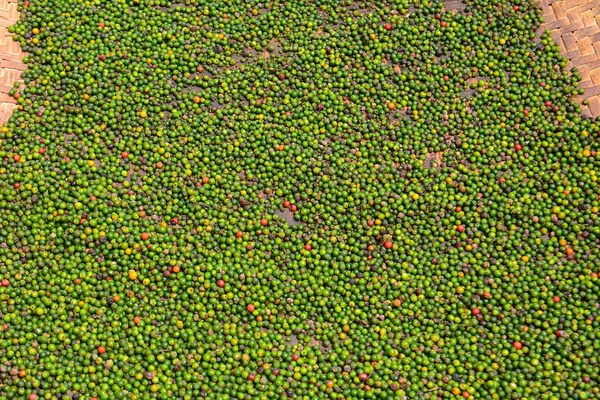 Green pepper, Mongkos, Borneo, Sarawak, Malaysia — Zdjęcie stockowe