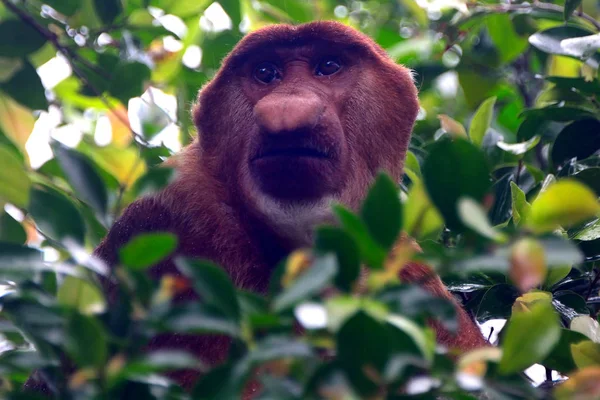 Trąba małpa, Park Narodowy Bako, Borneo, Malezja — Zdjęcie stockowe