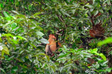 Hortum maymun, Bako Milli Parkı, Borneo, Malezya