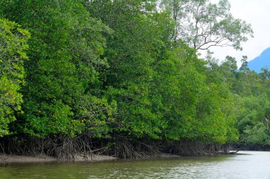 Mangrov, Kuching Sulak alan Milli Parkı, Borneo, Malezya