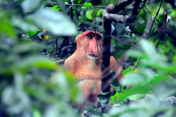 Proboscis Monkey, Bako National Park, Bornéu, Malásia — Fotografia de Stock