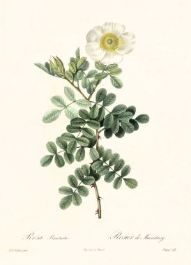 Macartney Rose vintage illüstrasyon