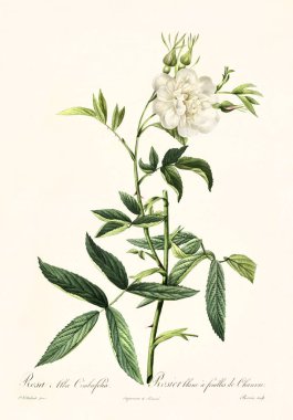 Rosa alba cimboefolia vintage illüstrasyon