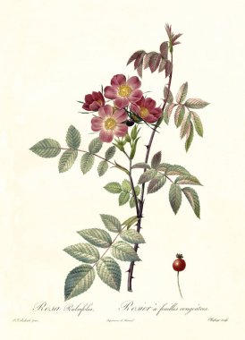 Rose vintage illüstrasyon kırmızı yapraklı