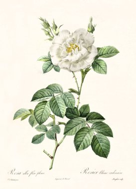 Rosa alba flore pleno vintage illustration