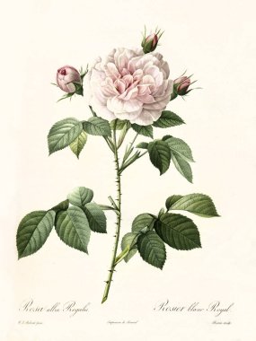Rosa alba regalis vintage illüstrasyon