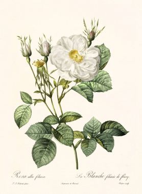 Rosa alba foliacea vintage illüstrasyon