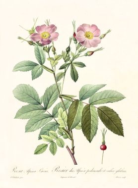 Rosa alpina loevis vintage illustration