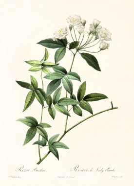 Rosa banksiae vintage illüstrasyon