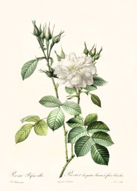 Rosa bifera alba vintage illustration