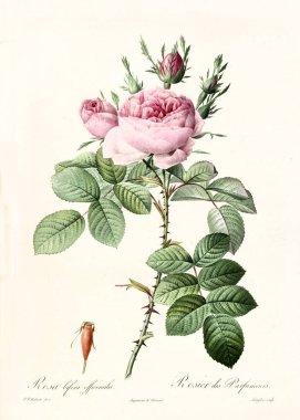 Rosa bifera officinalis vintage illüstrasyon