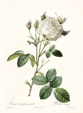Rosa centifolia mutabilis vintage illustration