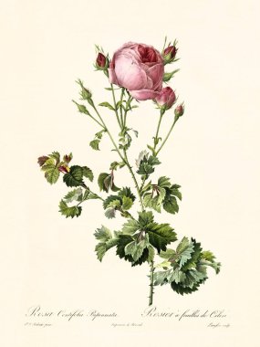Rosa centifolia bipinnata vintage illustration clipart