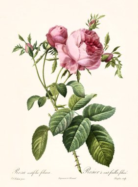 Rosa centifolia foliacea vintage illustration