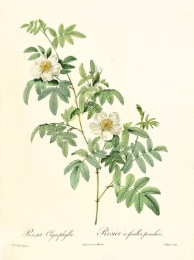 Rosa clinophylla vintage illüstrasyon