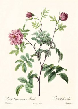 Rosa cimmamomea majalis vintage illüstrasyon