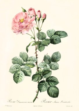 Rosa damascena aurora vintage illustration