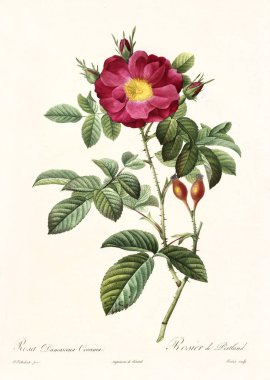 Rosa damascena coccinea vintage illustration