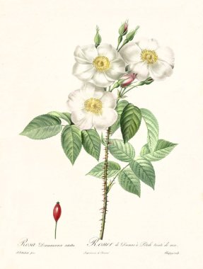 Rosa damascena subalba vintage illustration
