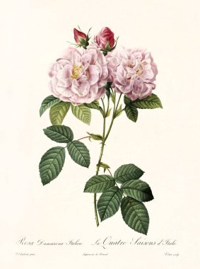 Rosa damascena italica vintage illustration