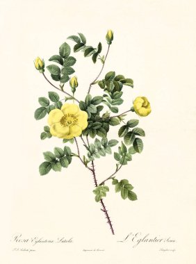 Rosa eglanteria luteola vintage illüstrasyon