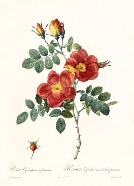 Rosa foetida bicolor vintage illüstrasyon