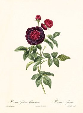 Rosa gallica gueriniana vintage illüstrasyon