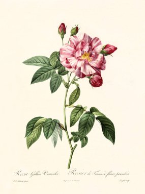 Rosa gallica versicolor vintage illüstrasyon