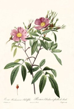 Rosa hudsoniana salicifolia vintage illüstrasyon