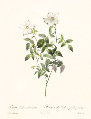 Rosa indica acuminata vintage illustration