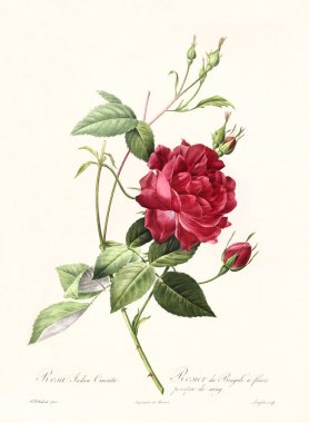 Rosa indica cuenta vintage illustration