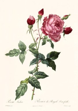 Rosa indica vintage illustration
