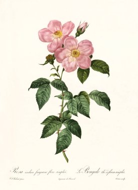 Rosa indica fragrans vintage illüstrasyon